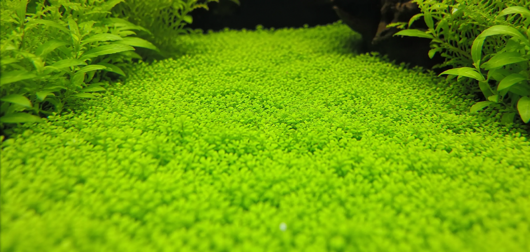 HC Mini / HC Cuba (Hemianthus callitrichoides): The Ultimate Foreground Challenge